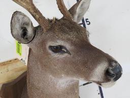 8 Pt Whitetail Sh Mt TAXIDERMY