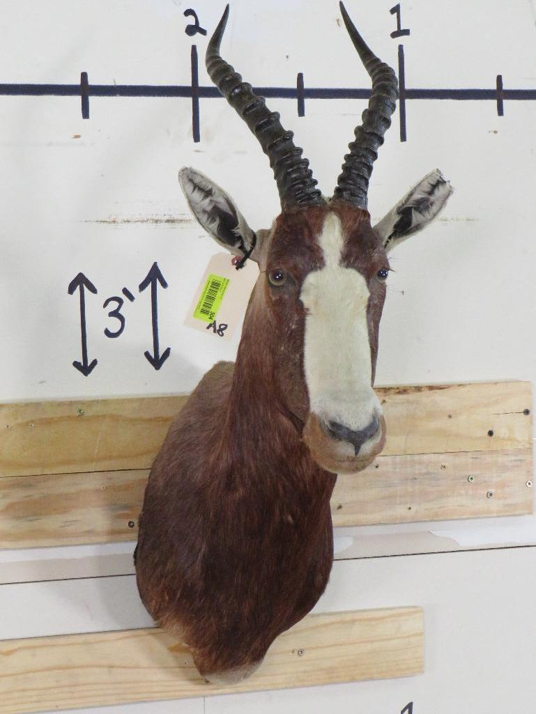 Blesbok Sh Mt TAXIDERMY