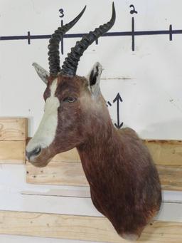 Blesbok Sh Mt TAXIDERMY