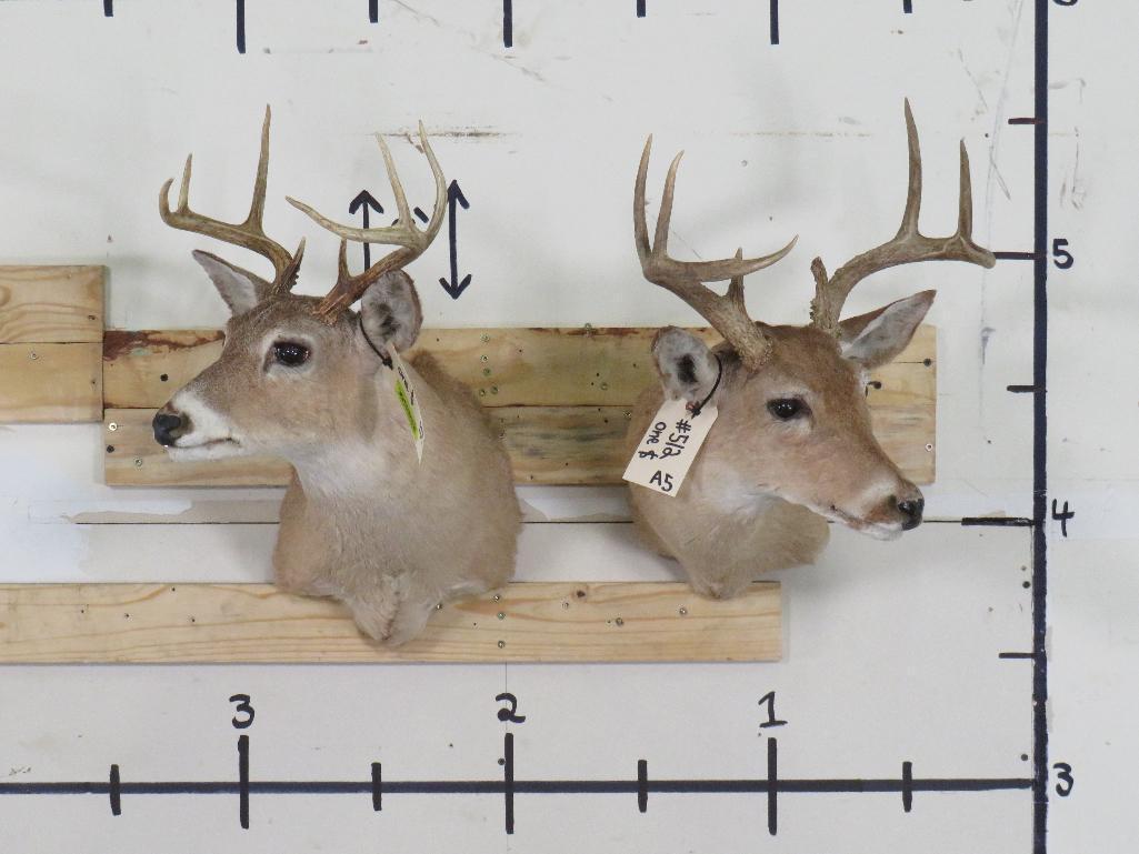 2 Whitetail Sh Mts (ONE$) TAXIDERMY