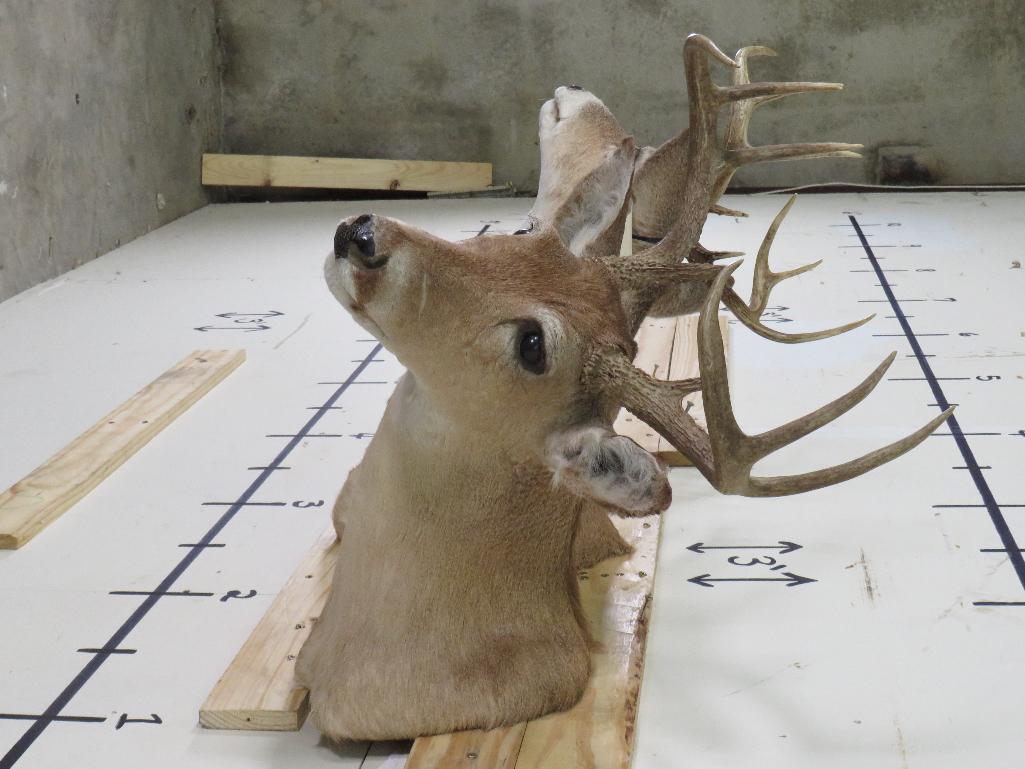 2 Whitetail Sh Mts (ONE$) TAXIDERMY