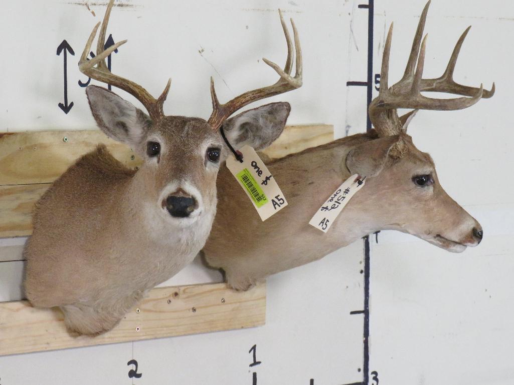 2 Whitetail Sh Mts (ONE$) TAXIDERMY