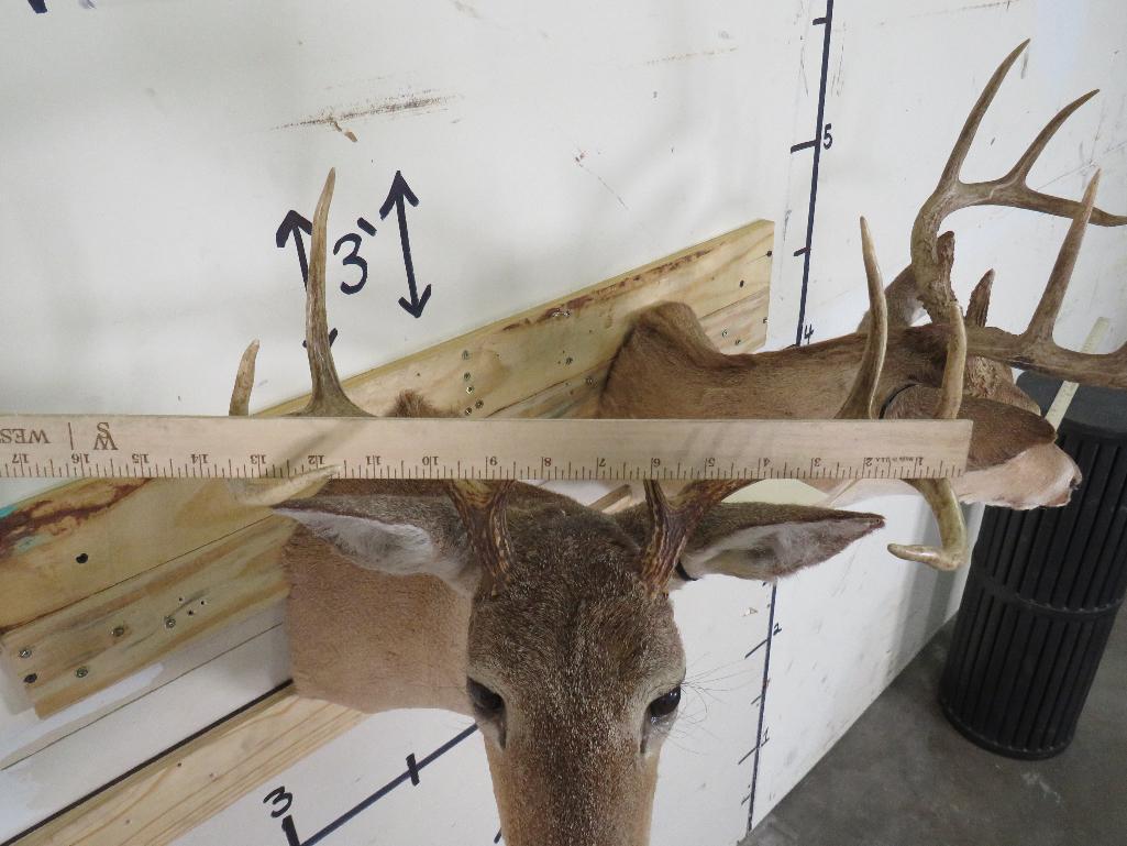 2 Whitetail Sh Mts (ONE$) TAXIDERMY