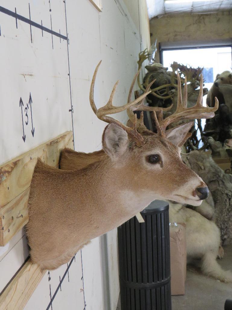 2 Whitetail Sh Mts (ONE$) TAXIDERMY