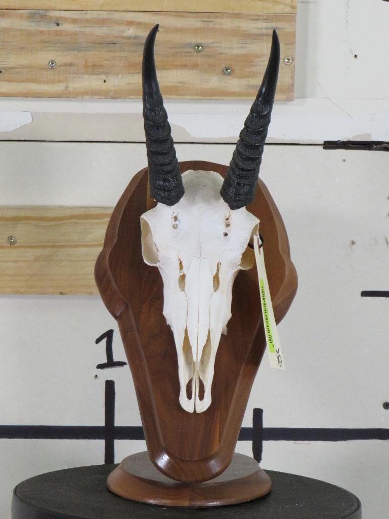 Reedbuck Skull on Plaque TAXIDERMY