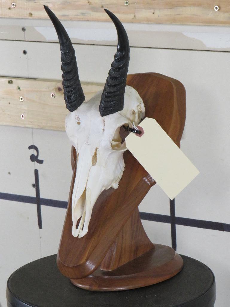 Reedbuck Skull on Plaque TAXIDERMY