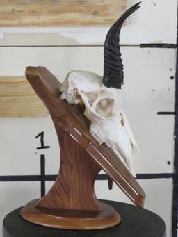 Reedbuck Skull on Plaque TAXIDERMY
