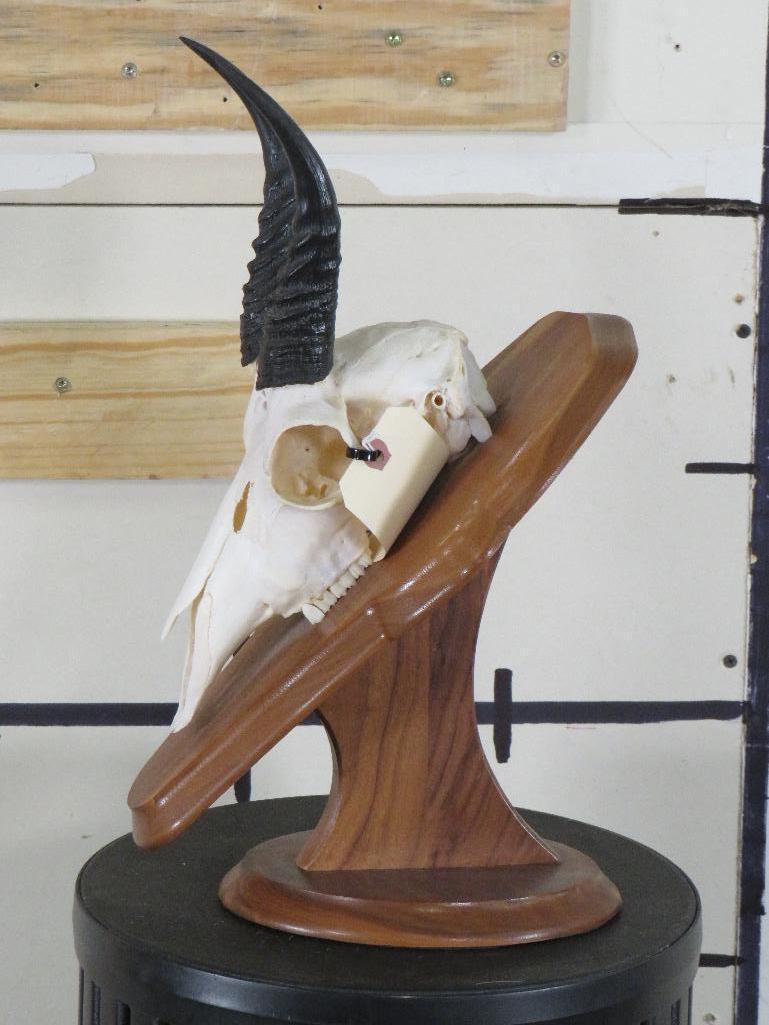 Reedbuck Skull on Plaque TAXIDERMY