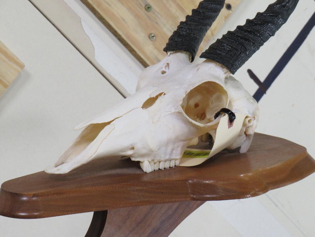 Reedbuck Skull on Plaque TAXIDERMY