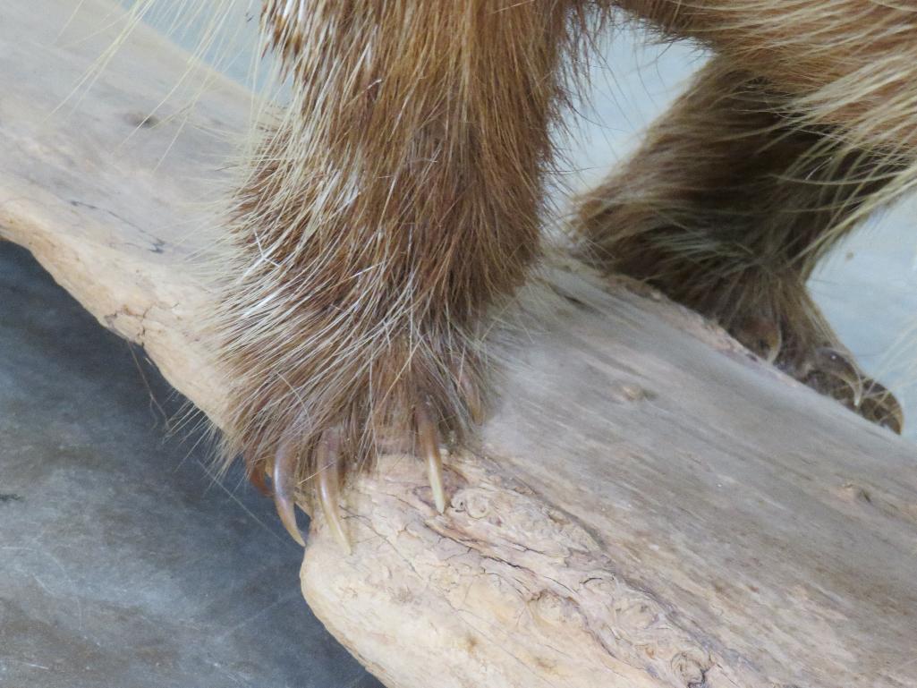 Lifesize Porcupine on Base TAXIDERMY