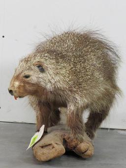 Lifesize Porcupine on Base TAXIDERMY