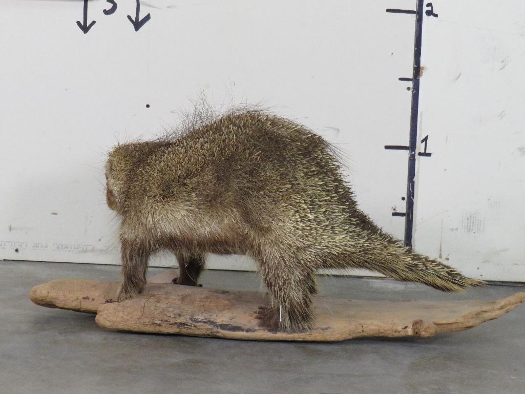 Lifesize Porcupine on Base TAXIDERMY