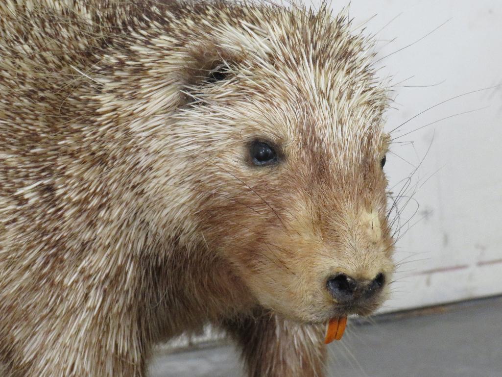 Lifesize Porcupine on Base TAXIDERMY