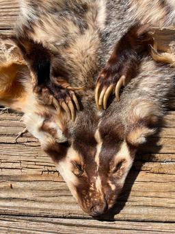 North American Badger complete skin, feet & claws, excellent , 32 inches long X 24 inches wide.at fr