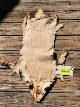 North American Badger complete skin, feet & claws, excellent , 32 inches long X 24 inches wide.at fr