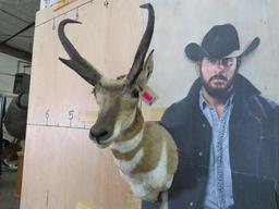 Pronghorn Sh Mt TAXIDERMY