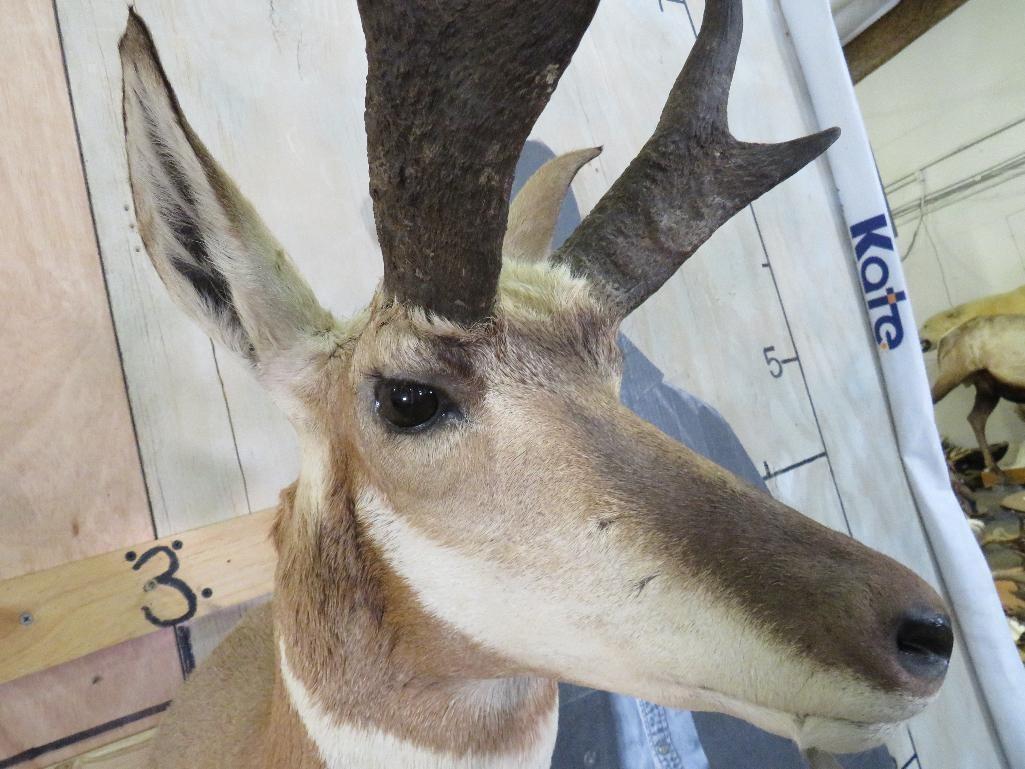 Pronghorn Sh Mt TAXIDERMY