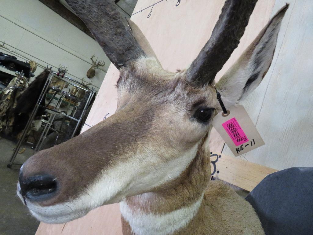 Pronghorn Sh Mt TAXIDERMY