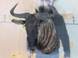 Wildebeest Sh Mt TAXIDERMY