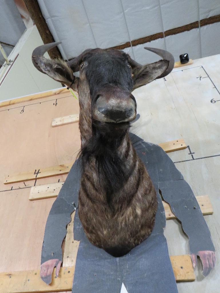 Wildebeest Sh Mt TAXIDERMY