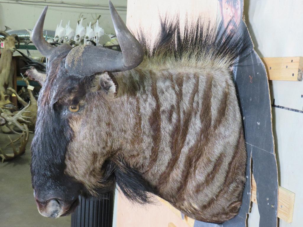 Wildebeest Sh Mt TAXIDERMY