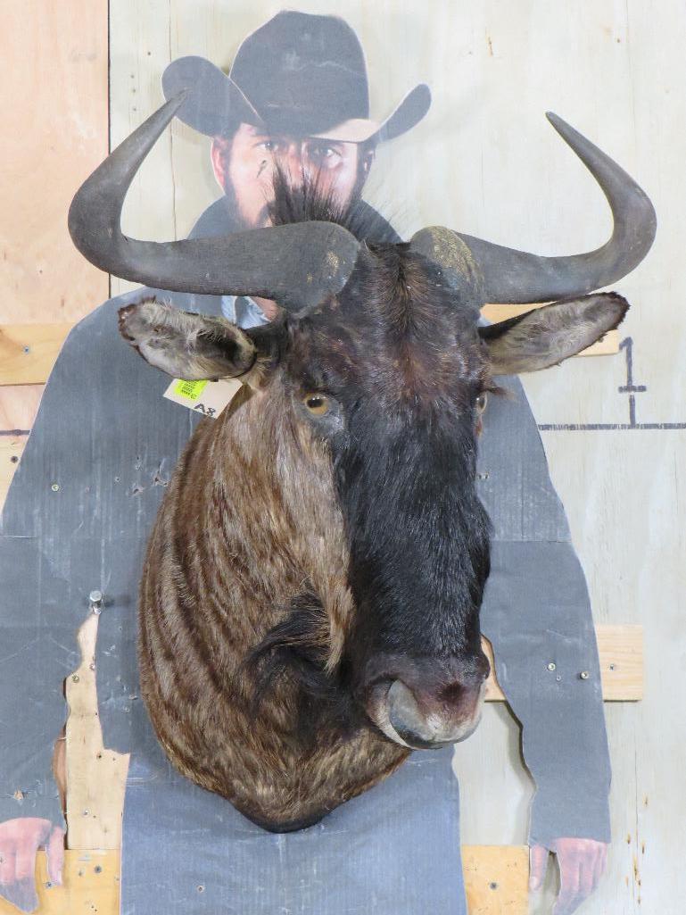 Wildebeest Sh Mt TAXIDERMY