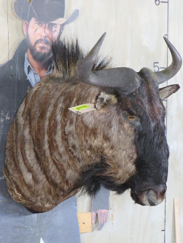 Wildebeest Sh Mt TAXIDERMY