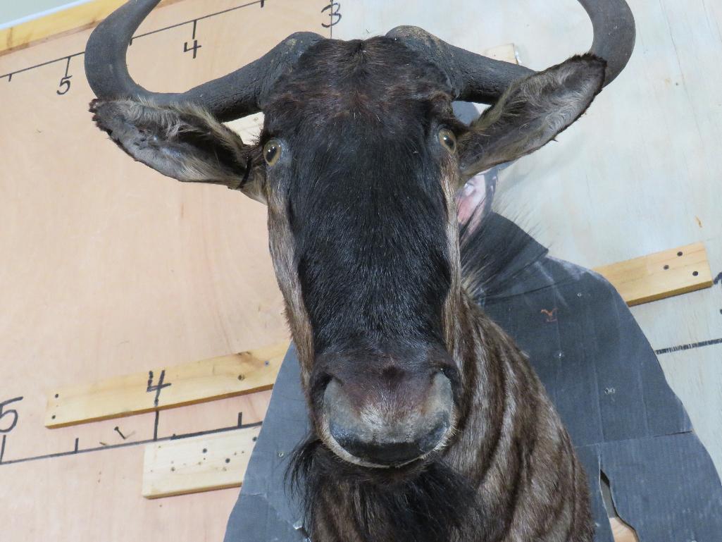 Wildebeest Sh Mt TAXIDERMY