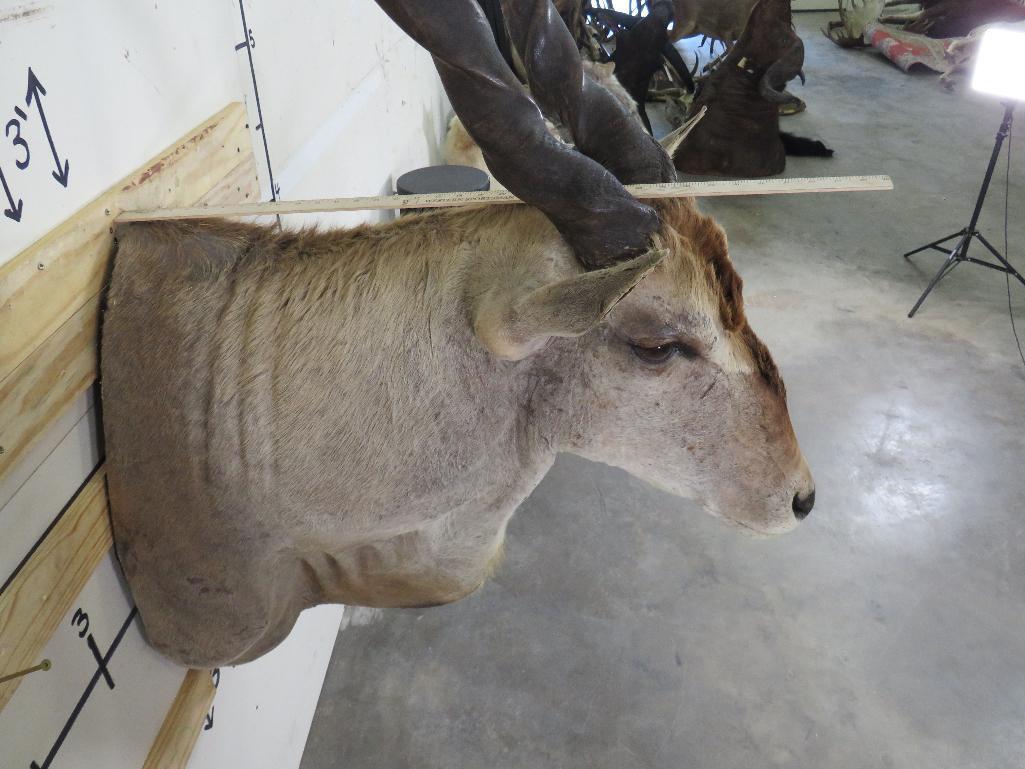 Vintage Eland Sh Mt TAXIDERMY