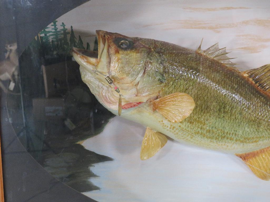 Real Skin Bass in Shadow Bow TAXIDERMY