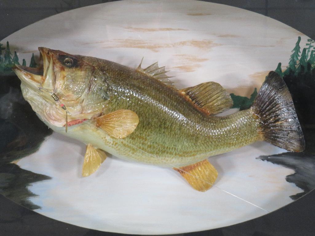 Real Skin Bass in Shadow Bow TAXIDERMY