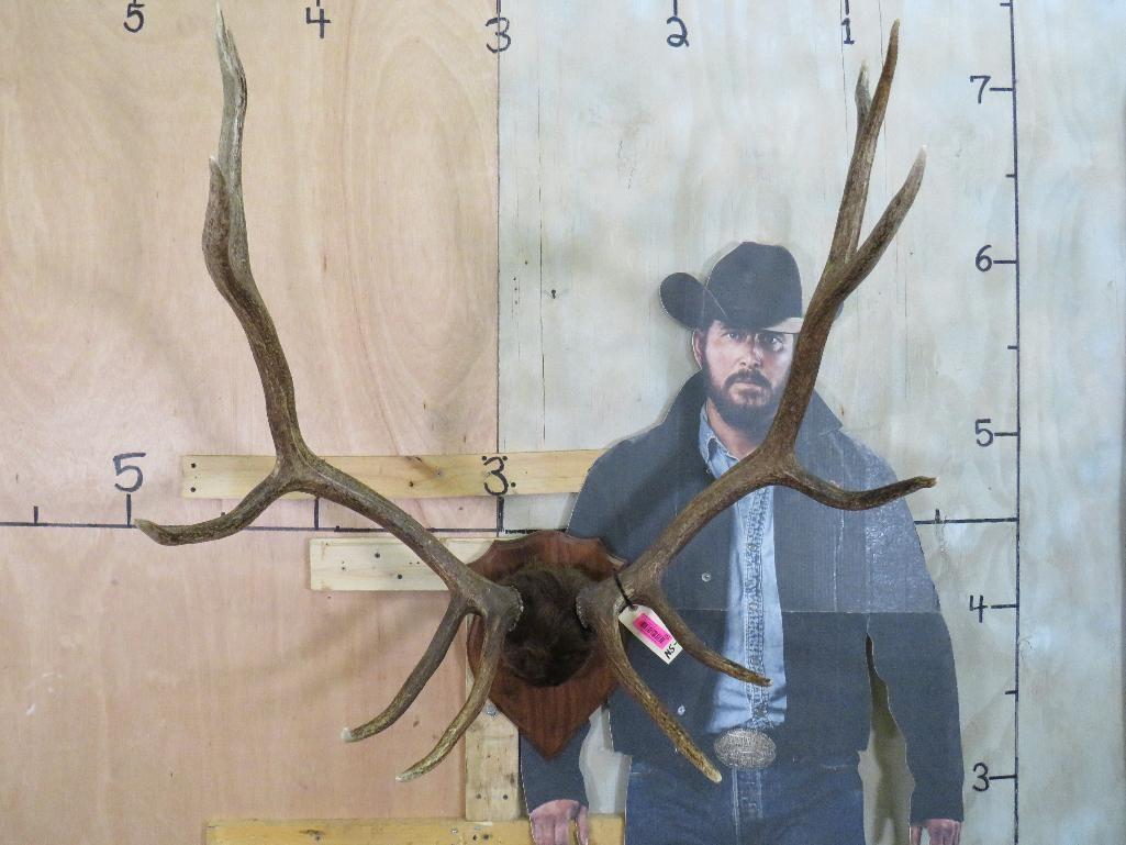 Elk Rack on Plaque TAXIDERMY