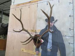 Elk Rack on Plaque TAXIDERMY