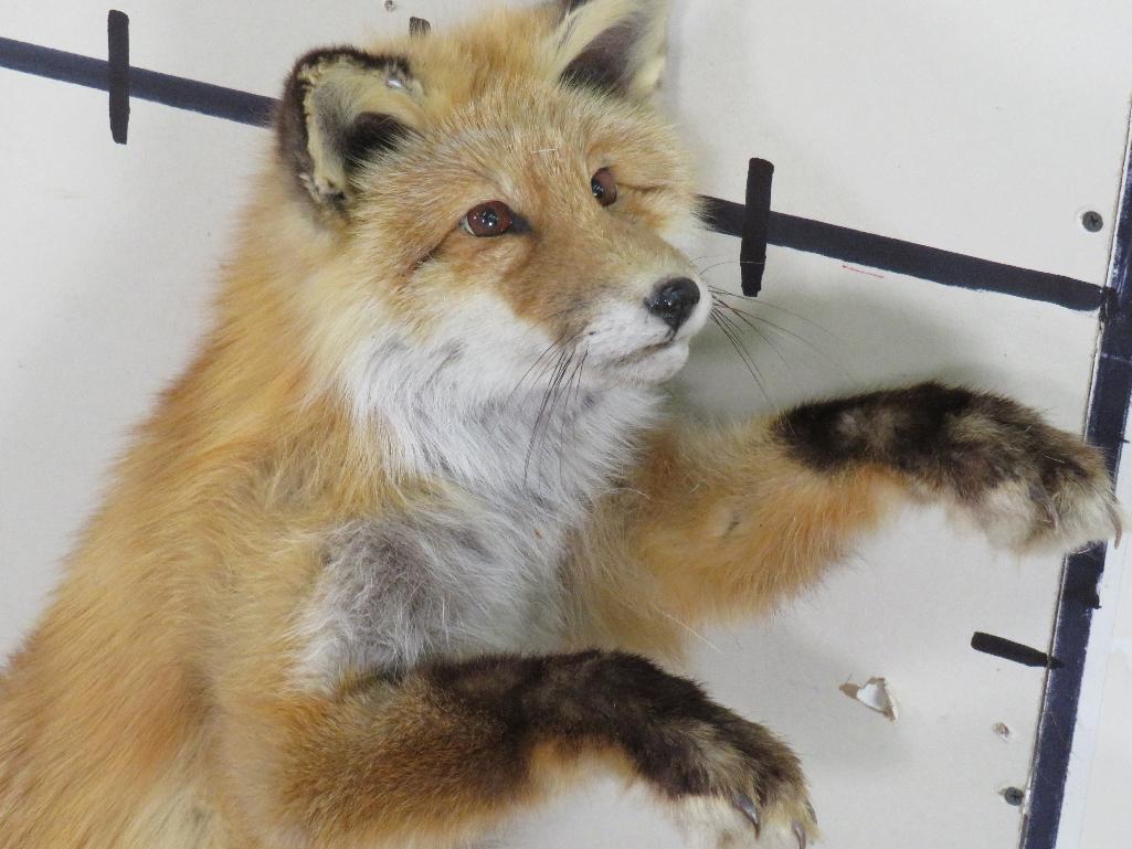 Lifesize Standing Red Fox *No base TAXIDERMY