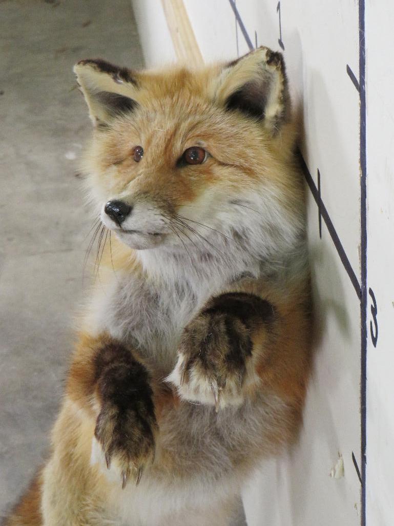 Lifesize Standing Red Fox *No base TAXIDERMY