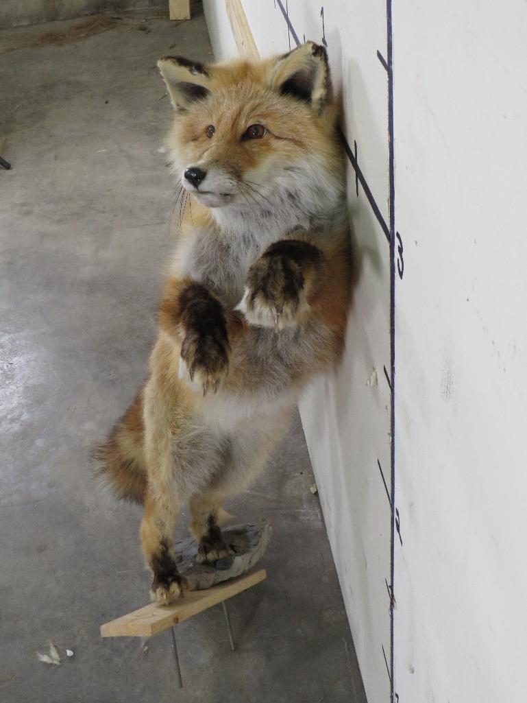 Lifesize Standing Red Fox *No base TAXIDERMY