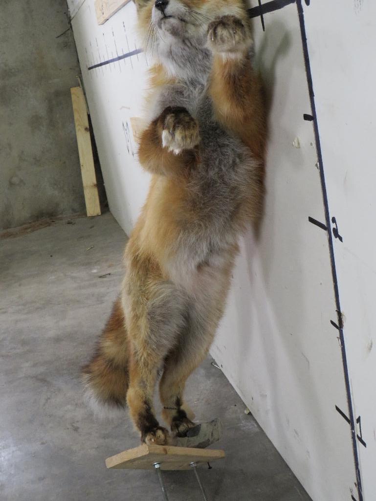 Lifesize Standing Red Fox *No base TAXIDERMY