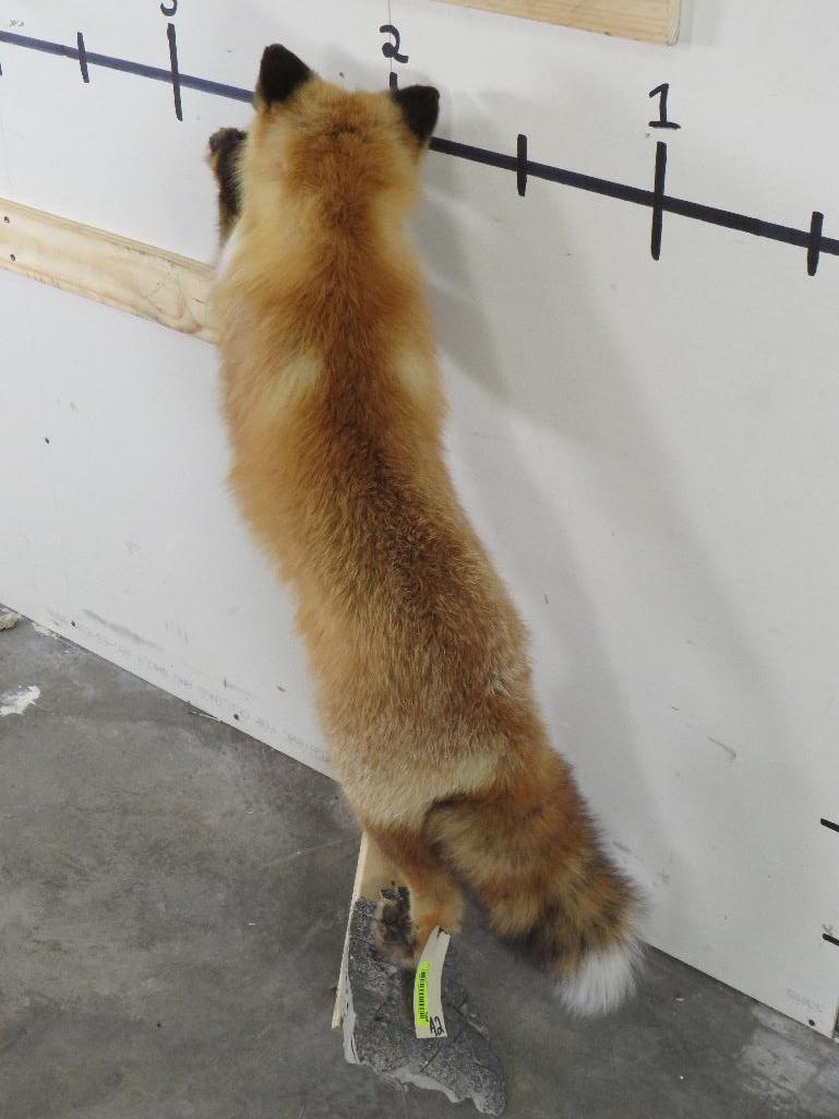 Lifesize Standing Red Fox *No base TAXIDERMY