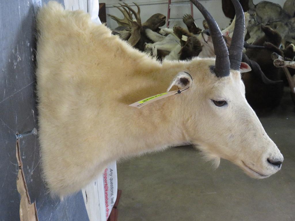 Mountain Goat Sh Mt TAXIDERMY