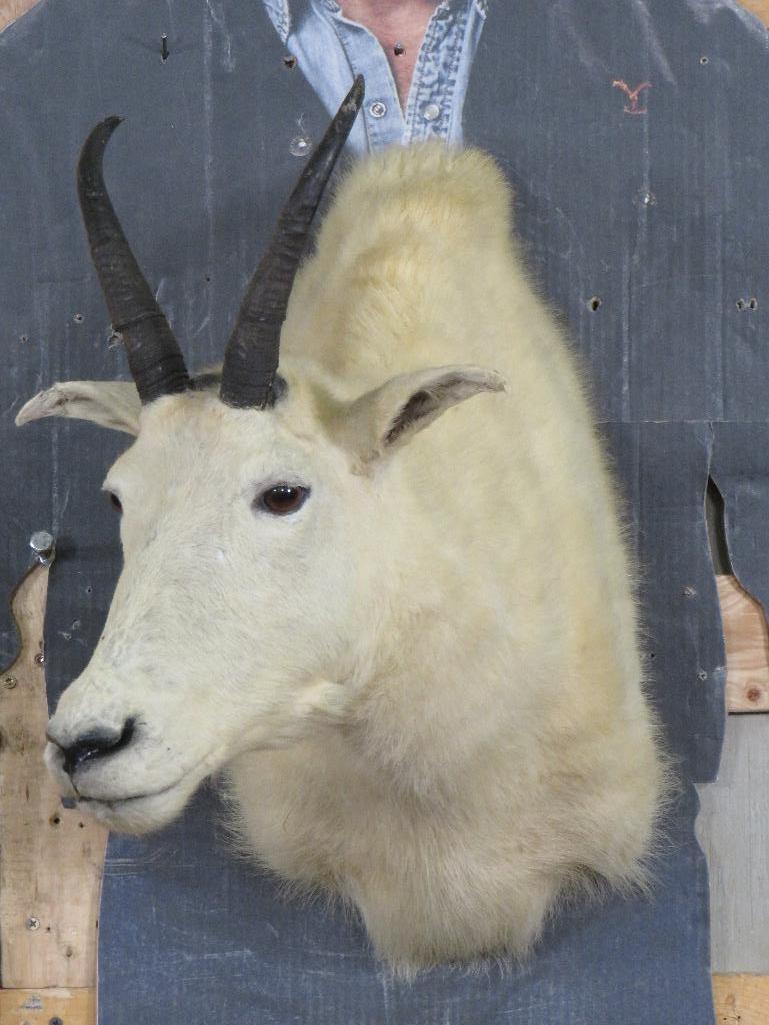 Mountain Goat Sh Mt TAXIDERMY