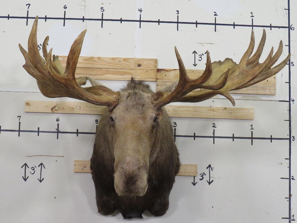 Huge Moose Sh Mt w/Huge Reproduction Rack 66.5" Spread TAXIDERMY