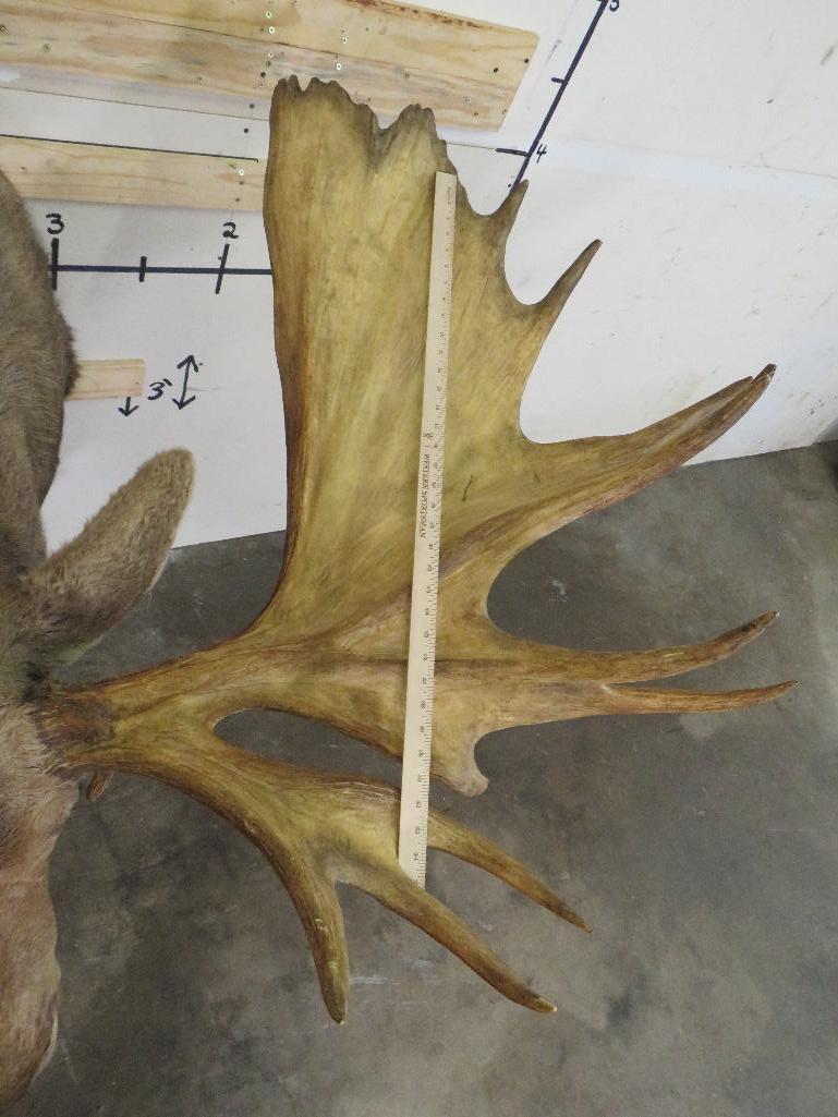 Huge Moose Sh Mt w/Huge Reproduction Rack 66.5" Spread TAXIDERMY