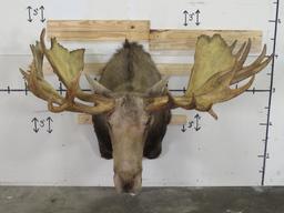 Huge Moose Sh Mt w/Huge Reproduction Rack 66.5" Spread TAXIDERMY