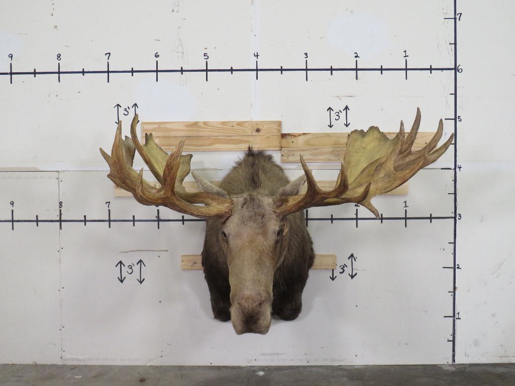 Huge Moose Sh Mt w/Huge Reproduction Rack 66.5" Spread TAXIDERMY