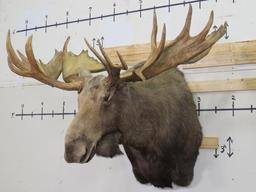 Huge Moose Sh Mt w/Huge Reproduction Rack 66.5" Spread TAXIDERMY