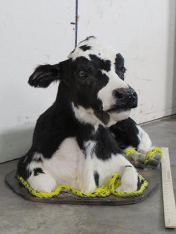 Cute Lifesize Laying Calf/Baby Cow TAXIDERMY-ODDITIES&CURIOSITIES