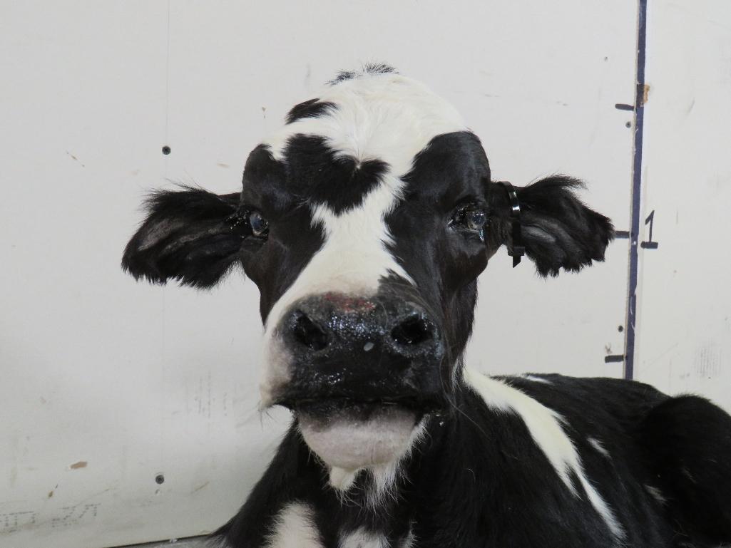 Cute Lifesize Laying Calf/Baby Cow TAXIDERMY-ODDITIES&CURIOSITIES