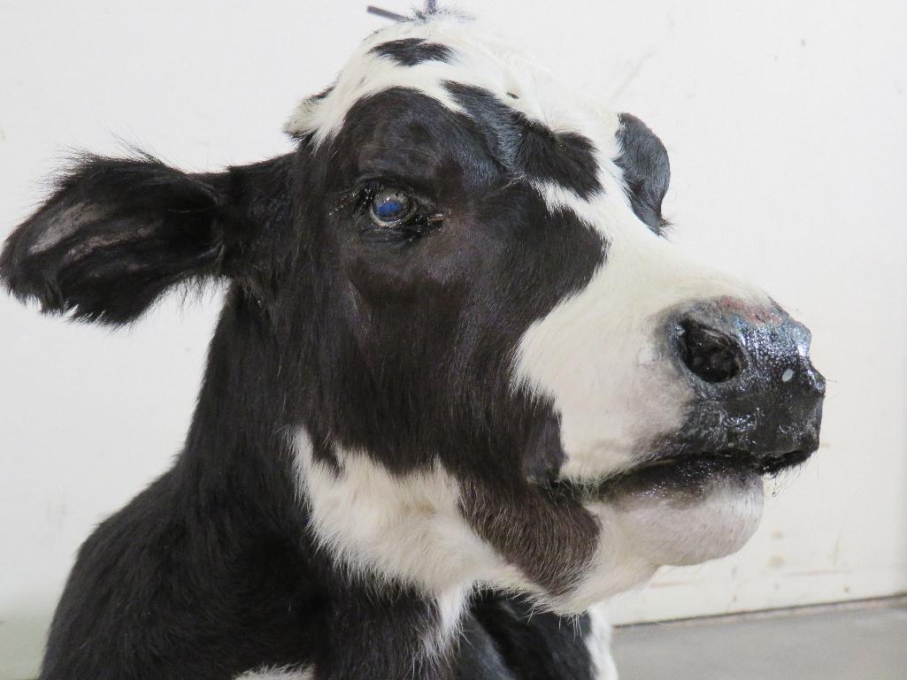 Cute Lifesize Laying Calf/Baby Cow TAXIDERMY-ODDITIES&CURIOSITIES