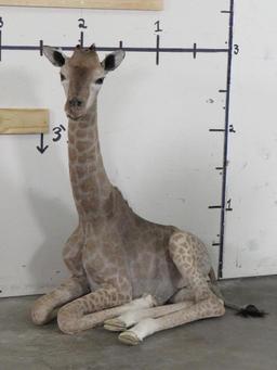 Lifesize Laying Adolescent Giraffe TAXIDERMY ODDITIES&CURIOSITIES