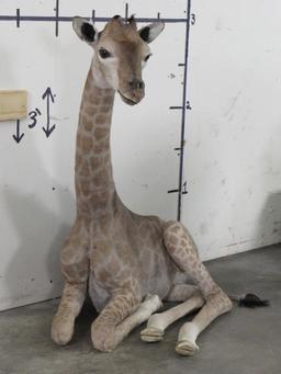 Lifesize Laying Adolescent Giraffe TAXIDERMY ODDITIES&CURIOSITIES